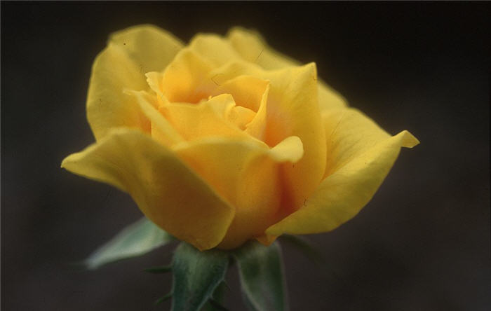Plant photo of: Rosa 'Oregold'