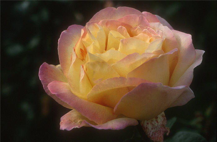 Plant photo of: Rosa 'Peace'