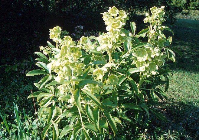 Plant photo of: Helleborus lividus corsicus