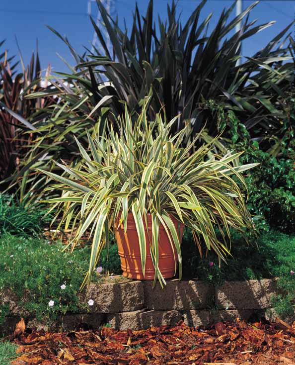 Plant photo of: Phormium cookianum 'Tricolor'