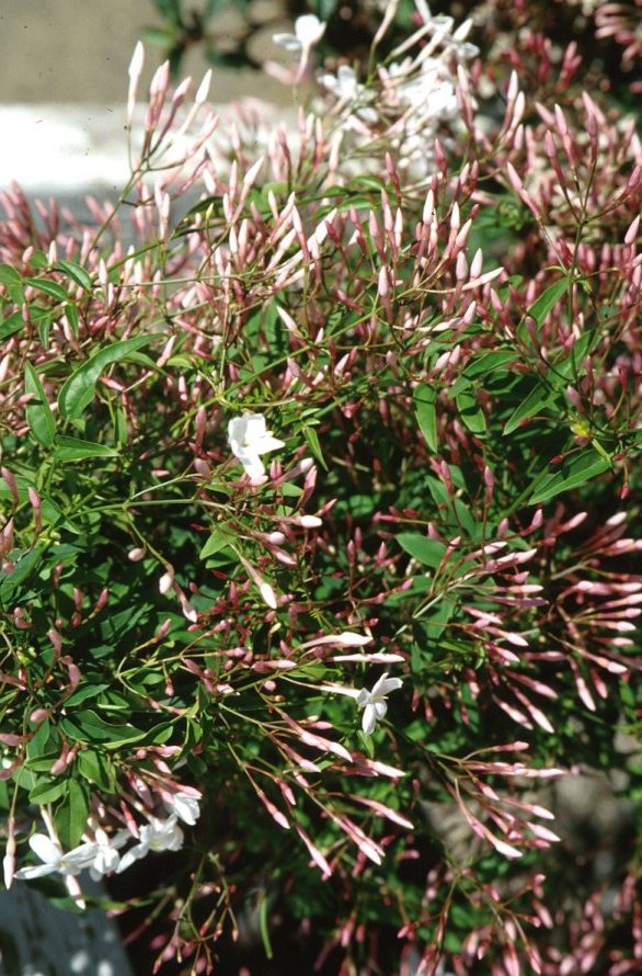 Plant photo of: Jasminum polyanthum