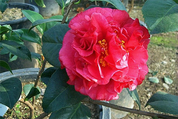 Plant photo of: Camellia japonica 'Kramer's Supreme'