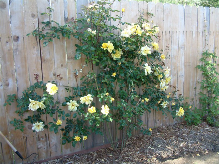 Plant photo of: Rosa Climbing 'Golden Showers'
