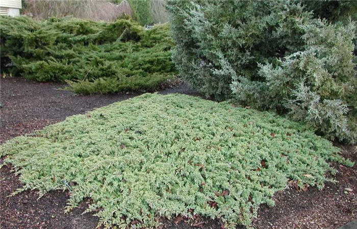 Plant photo of: Juniperus procumbens