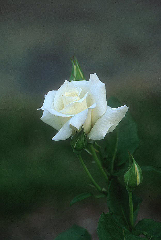 Plant photo of: Rosa 'Pascali'