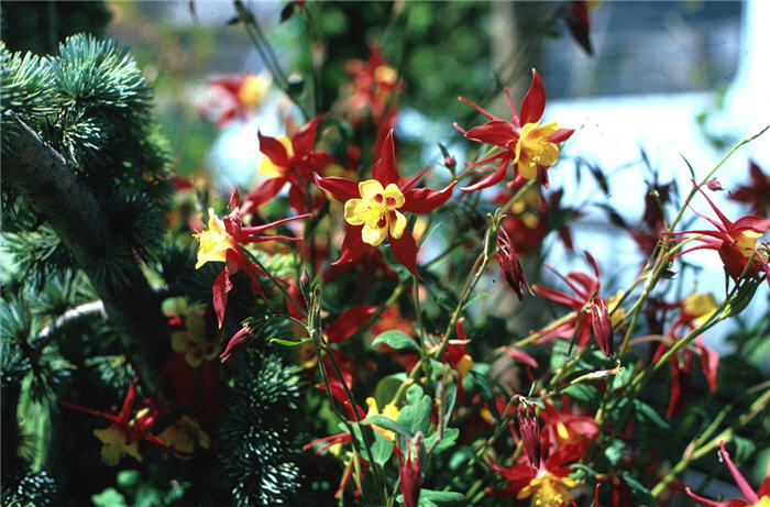 Plant photo of: Aquilegia hybrids