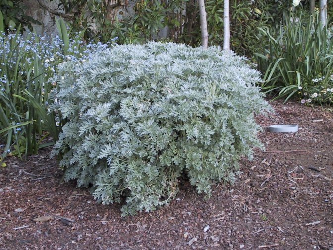 Plant photo of: Artemisia lactiflora