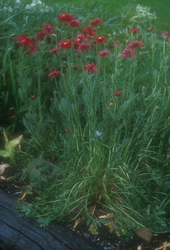 Plant photo of: Chrysanthemum coccineum