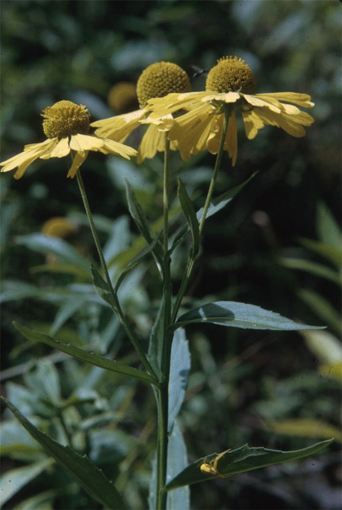 Plant photo of: Helenium autumnale