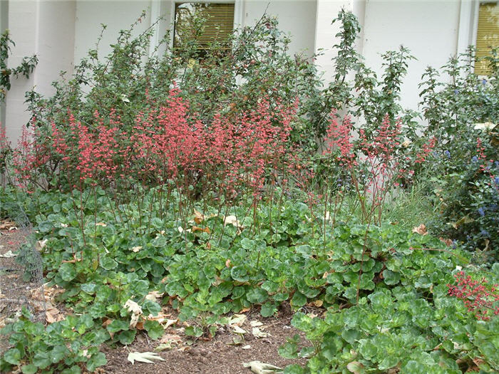 Plant photo of: Heuchera sanguinea