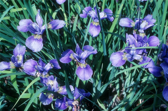 Plant photo of: Iris sibirica