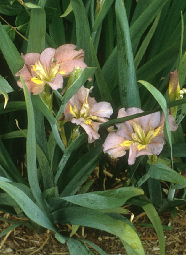 Iris Louisiana Hybrid