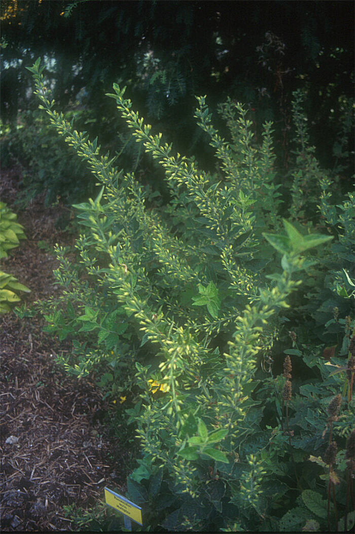 Plant photo of: Lysimachia punctata