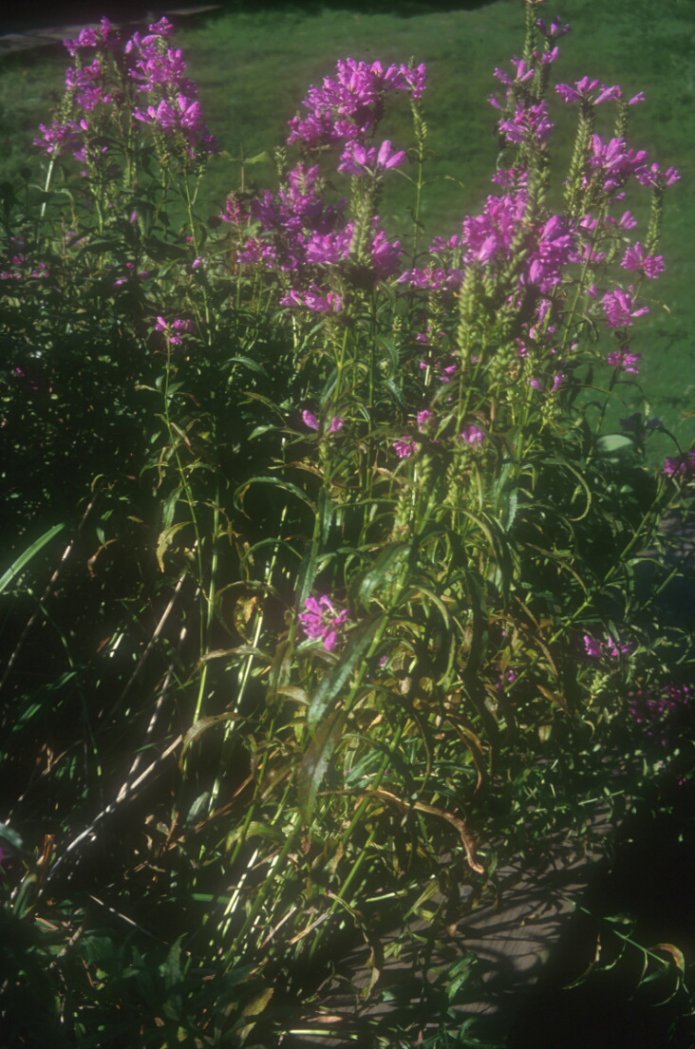 Plant photo of: Physostegia virginiana