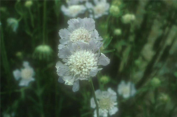 Plant photo of: Scabiosa caucasica