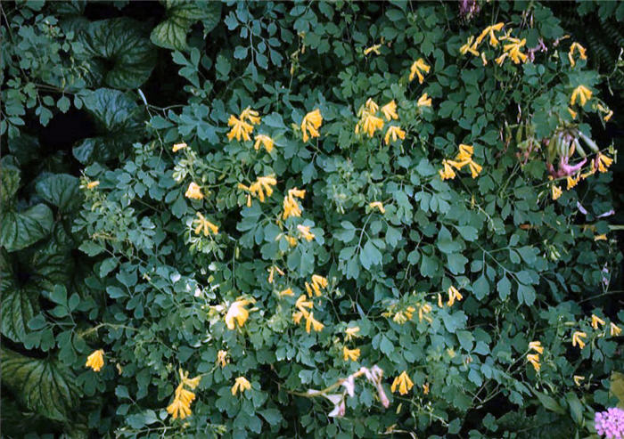 Plant photo of: Corydalis lutea