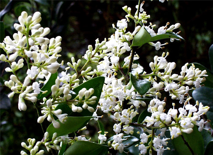 Plant photo of: Ligustrum japonicum