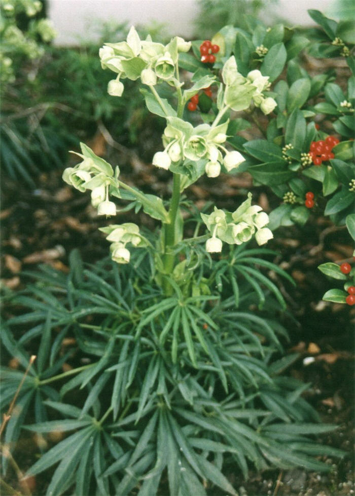 Plant photo of: Helleborus foetidus