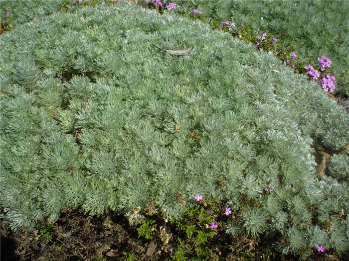 Plant photo of: Artemisia schmidtiana 'Silver Mound'