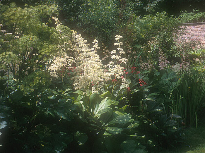 Plant photo of: Rodgersia aesculifolia