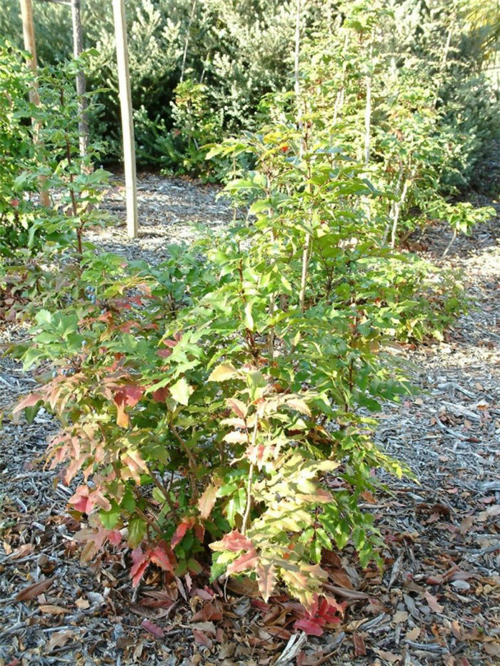 Plant photo of: Mahonia aquifolium