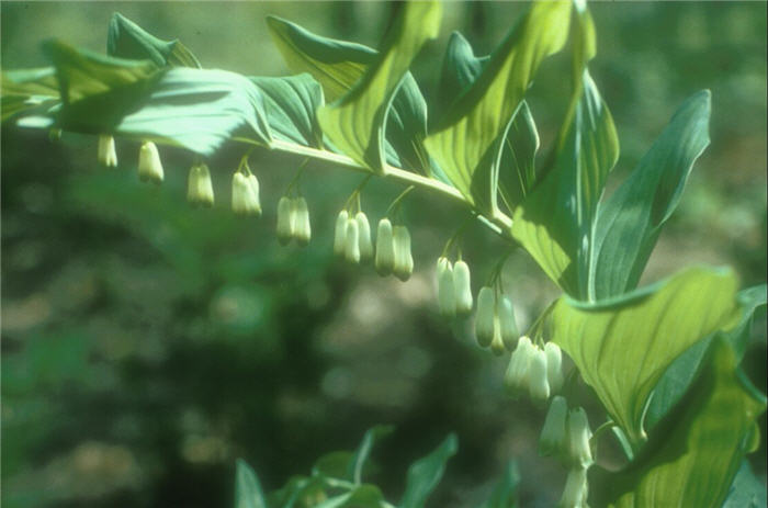 Plant photo of: Polygonatum biflorum