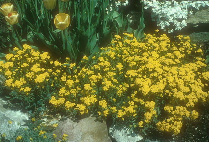 Aurinia saxatilis 'Goldkugel'