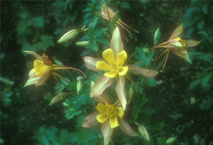 Plant photo of: Aquilegia hybrids 'Mc Kana Giants'