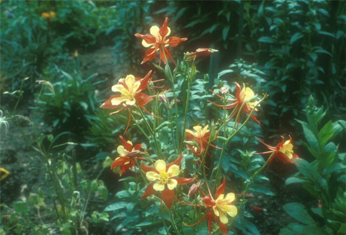 Plant photo of: Aquilegia hybrids 'Mc Kana Giants'