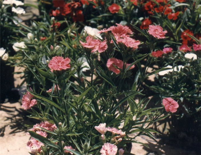 Plant photo of: Dianthus caryophyllus