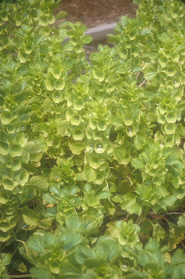 Plant photo of: Moluccella laevis