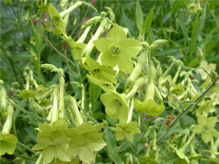 Plant photo of: Nicotiana alata