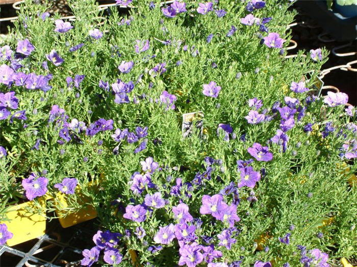 Purple Robe Cup Flower