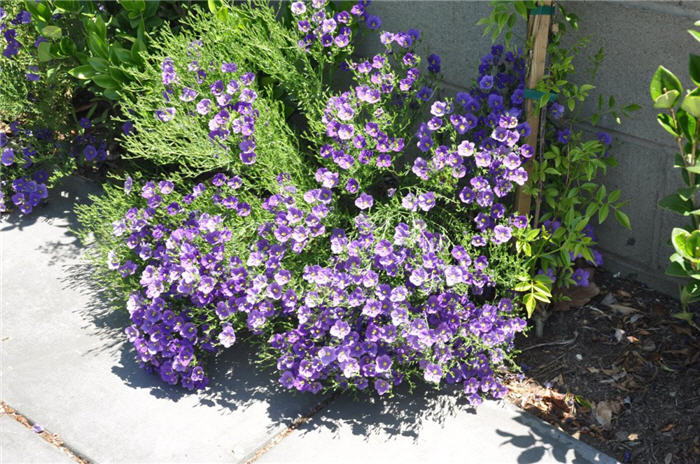 Plant photo of: Nierembergia linariifolia 'Purple Robe'