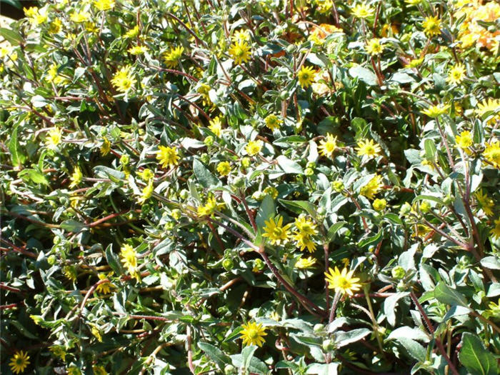 Plant photo of: Sanvitalia procumbens 'Gold Braid'