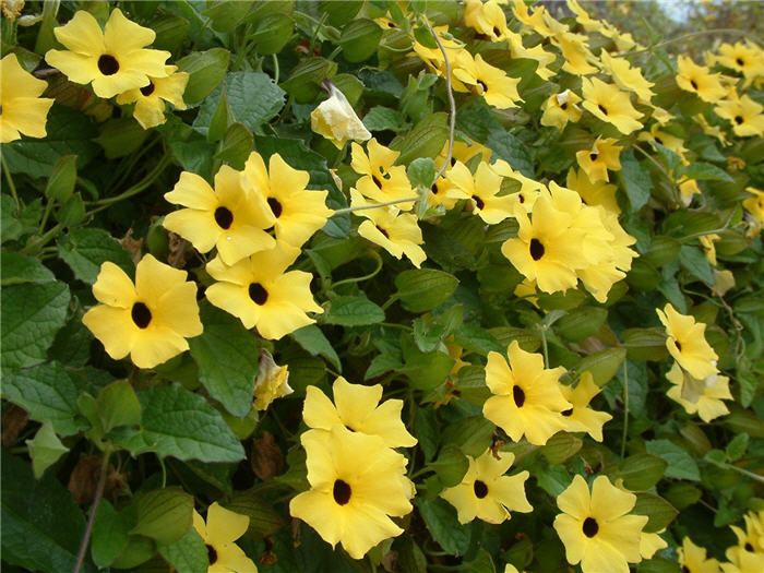 Plant photo of: Thunbergia alata 'Yellow Form'
