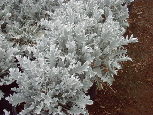 Compact Dusty Miller