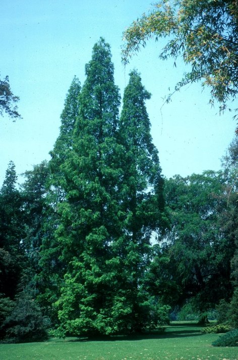 Plant photo of: Metasequoia glyptostroboides