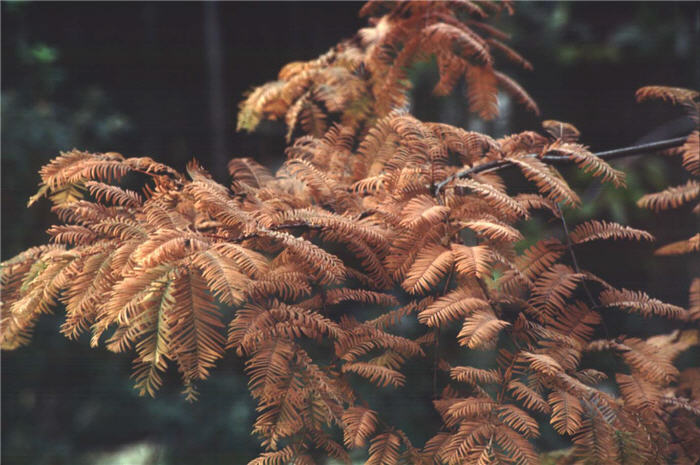 Plant photo of: Metasequoia glyptostroboides