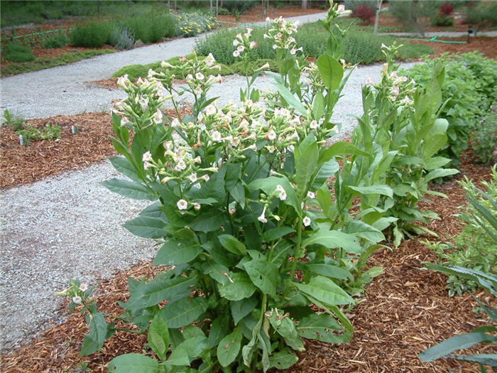 Plant photo of: Nicotiana tabacum