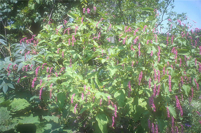 Plant photo of: Polygonum orientale