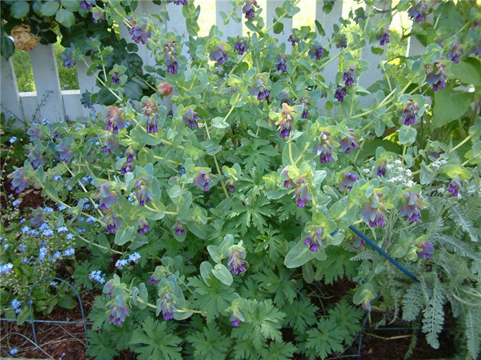 Plant photo of: Cerinthe major
