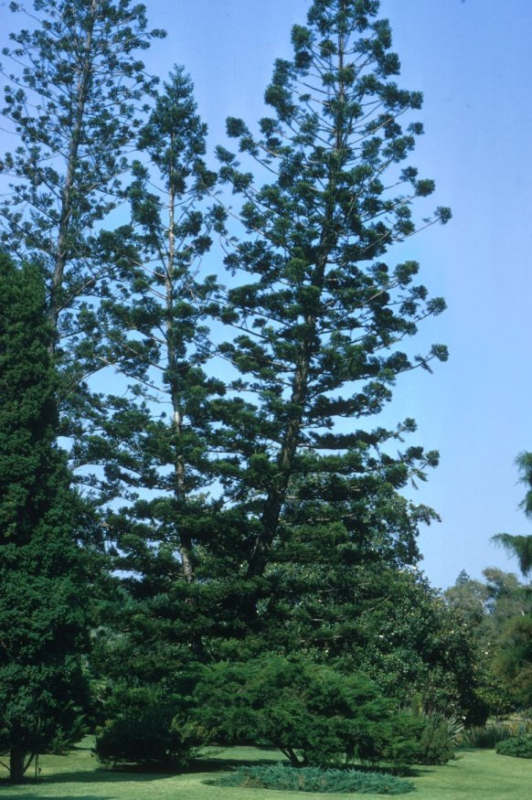 Plant photo of: Araucaria bidwillii