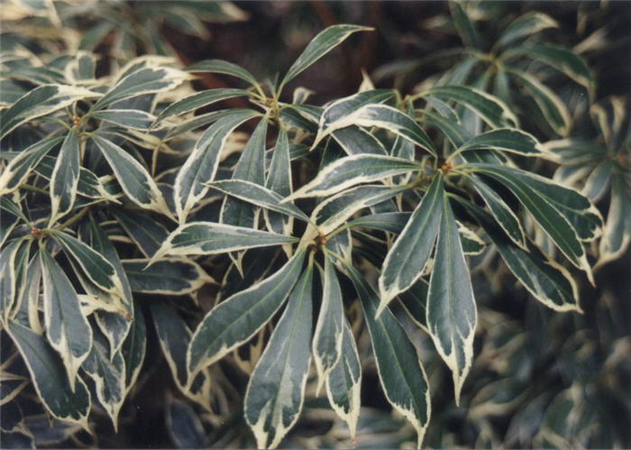 Plant photo of: Pieris japonica 'Variegata'