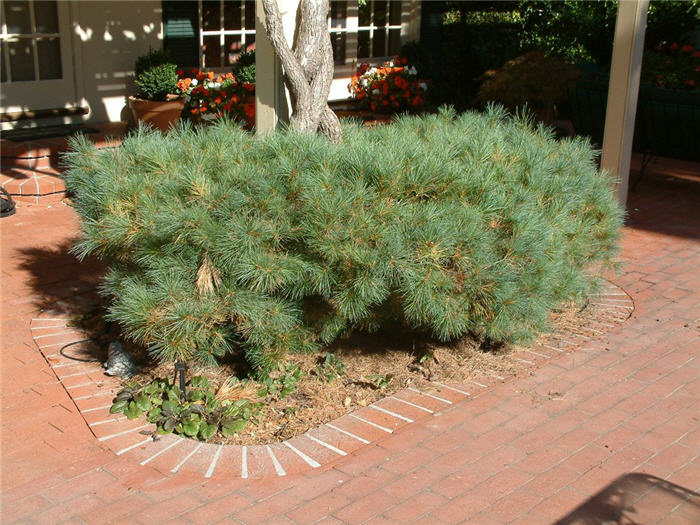Plant photo of: Pinus strobus 'Nana'