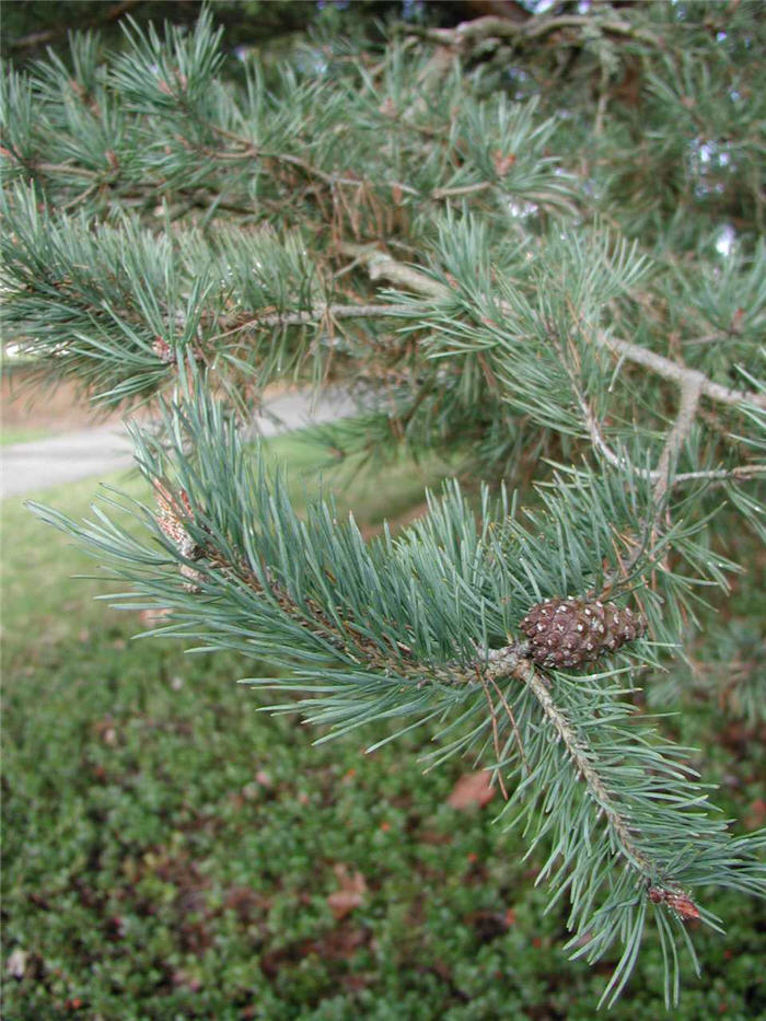 Plant photo of: Pinus sylvestris