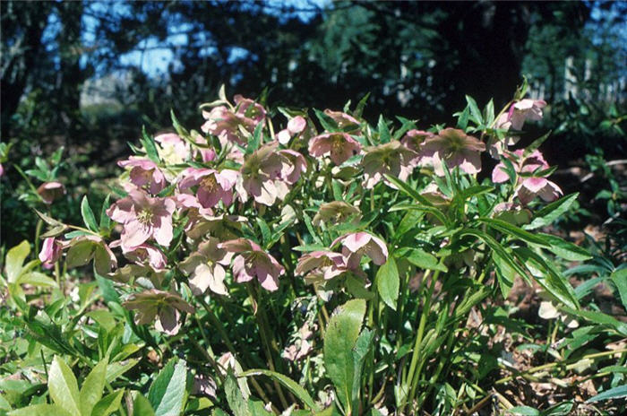 Plant photo of: Helleborus orientalis