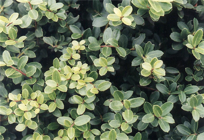 Plant photo of: Ilex crenata 'Helleri'