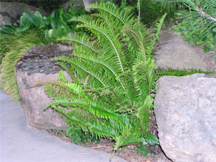 Plant photo of: Polystichum munitum