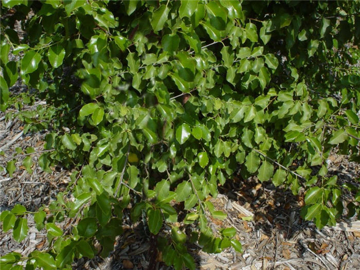 Plant photo of: Prunus ilicifolia ilicifolia